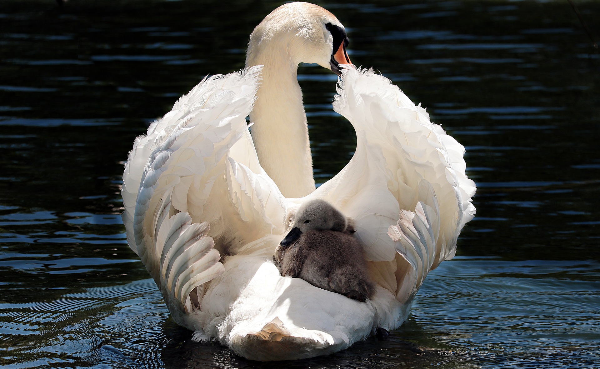 Comment garder mon bébé frais pendant la canicule