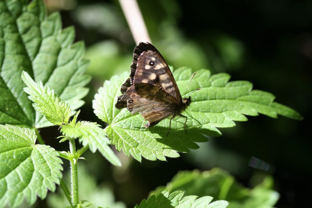 Sur une feuille d'Ortie un jolie papillon s'est posé sur une feuille d'ortie