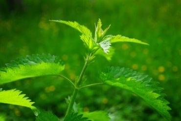 Nouvelle recette : Sirop de violettes et ses conseils santé