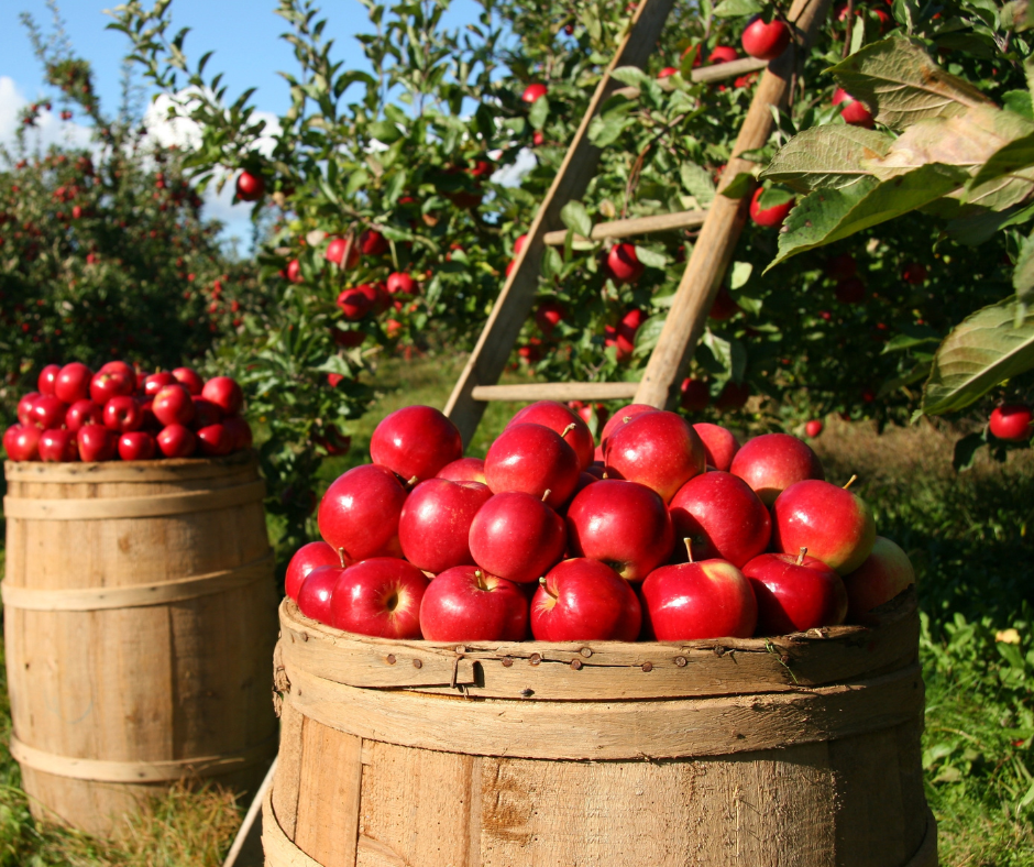 pommes pour clafoutis. Pommes rouges dans des tonneaux en bois dans le verger, avec les pommiers et une échelle