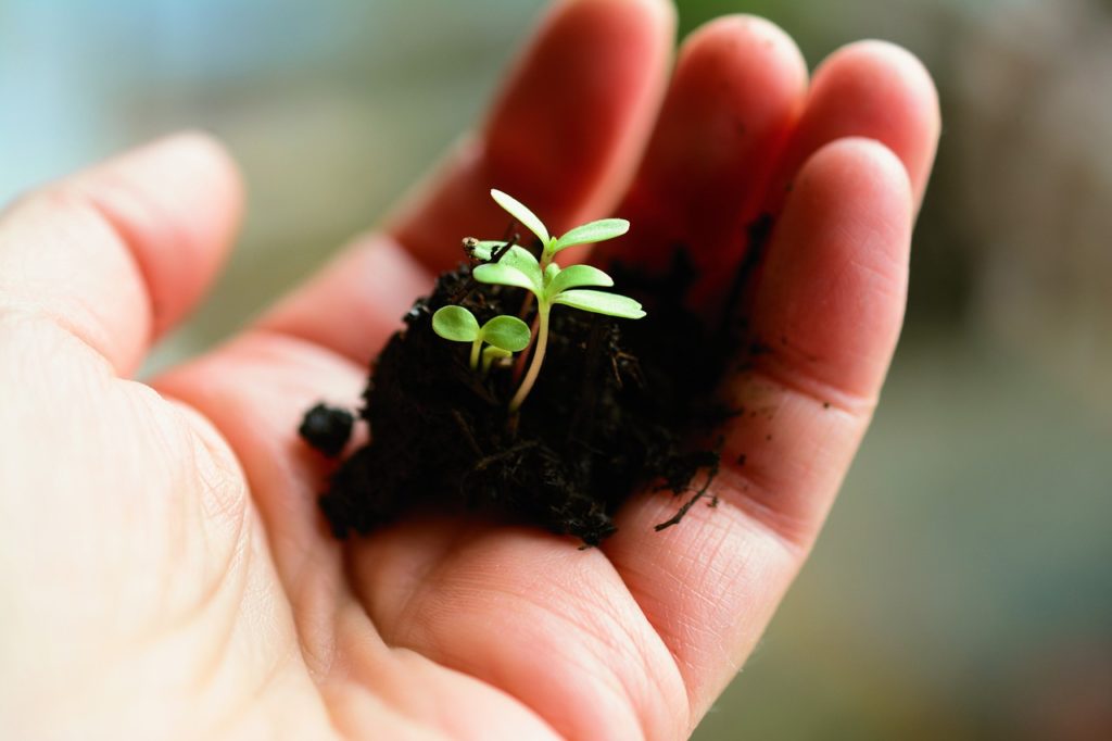 pousses de plantes pour jardinage