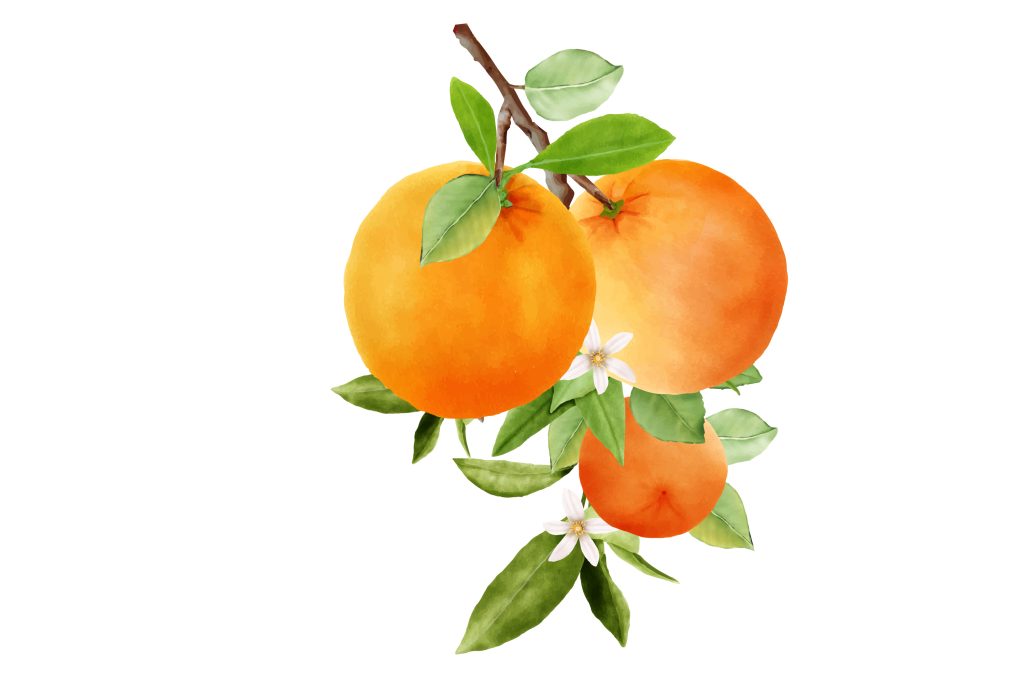 fleur d'oranger, eau de fleur d'oranger